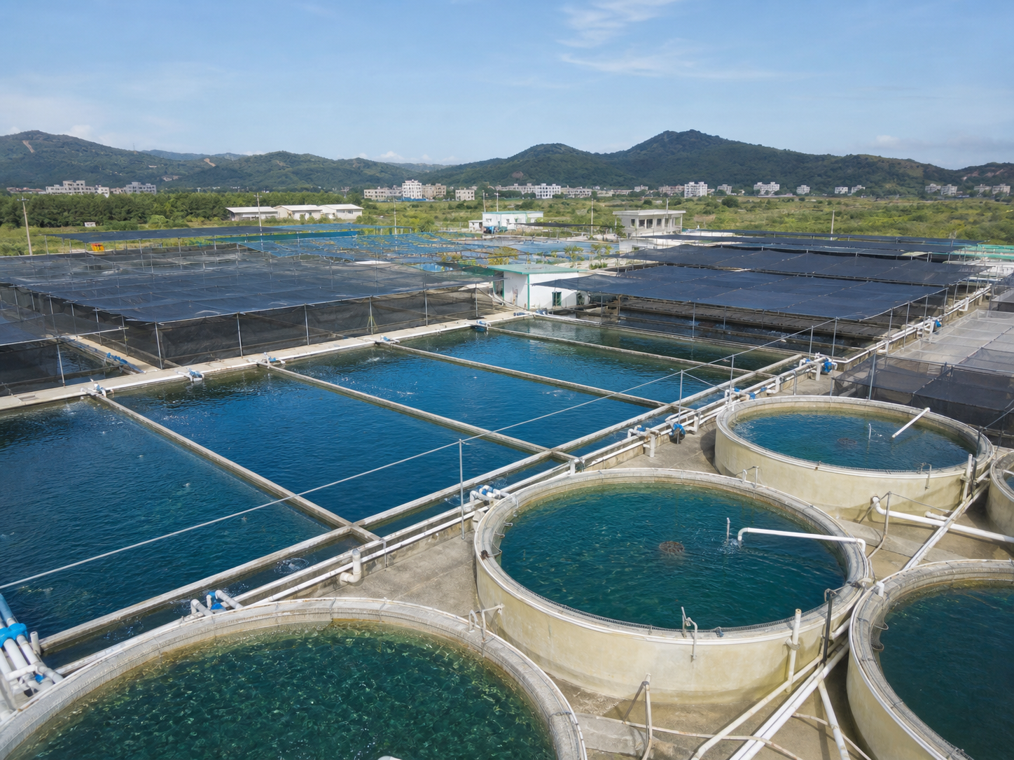 阳西海水鱼苗基地实景图，整洁的育苗池与规范化养殖设施