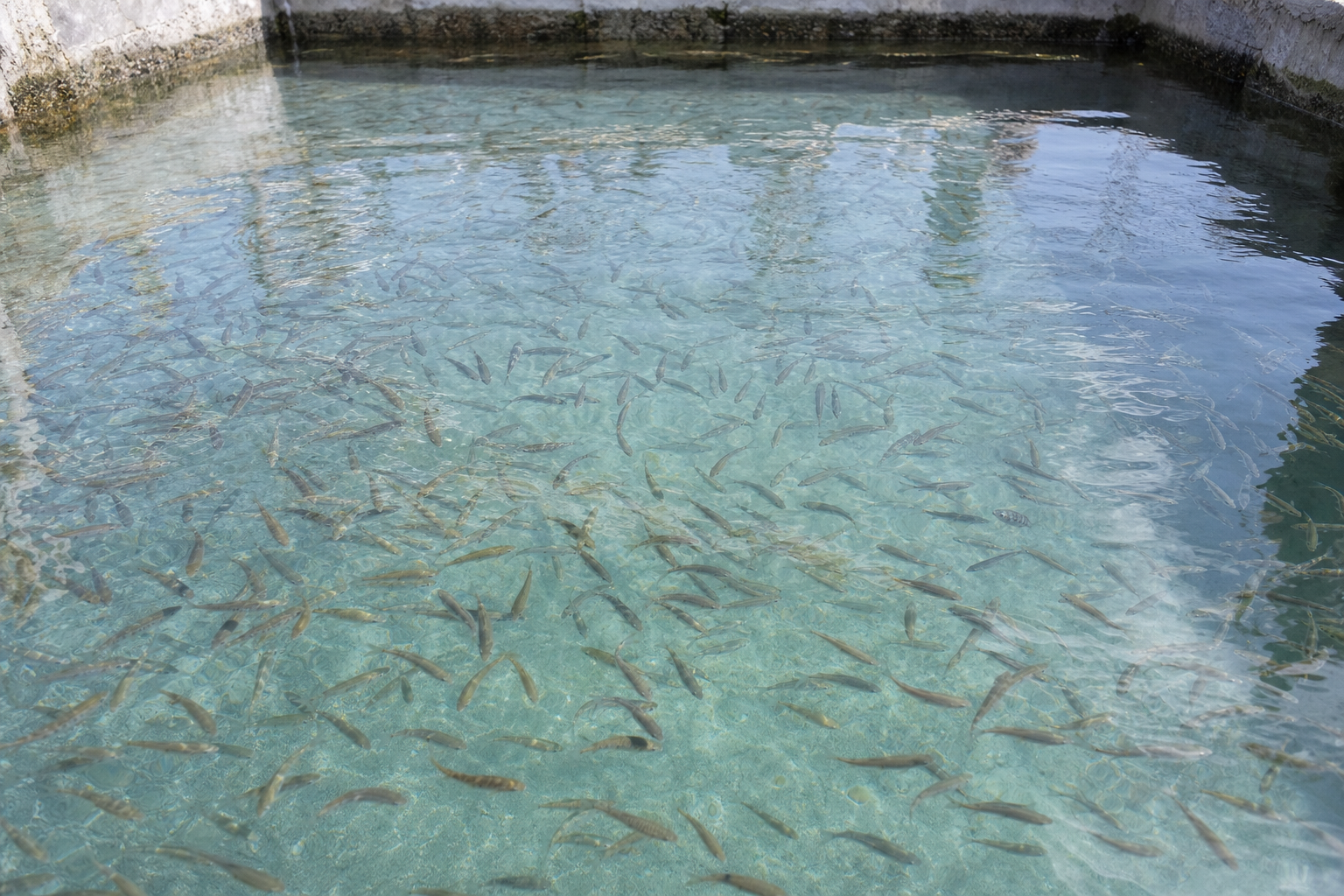 海水养殖池中刚下塘鱼苗在水面下整齐游动